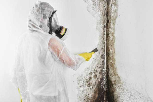 Professional Mold Removal in Norco, LA